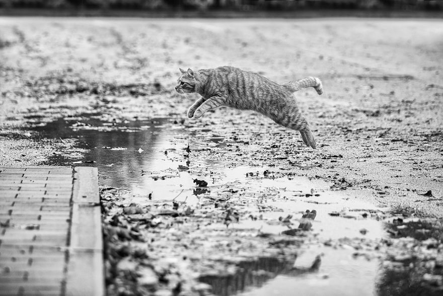 I Have Photos That Prove That My Cat Ricky Can Fly I Have Photos That Prove That My Cat Ricky Can Fly