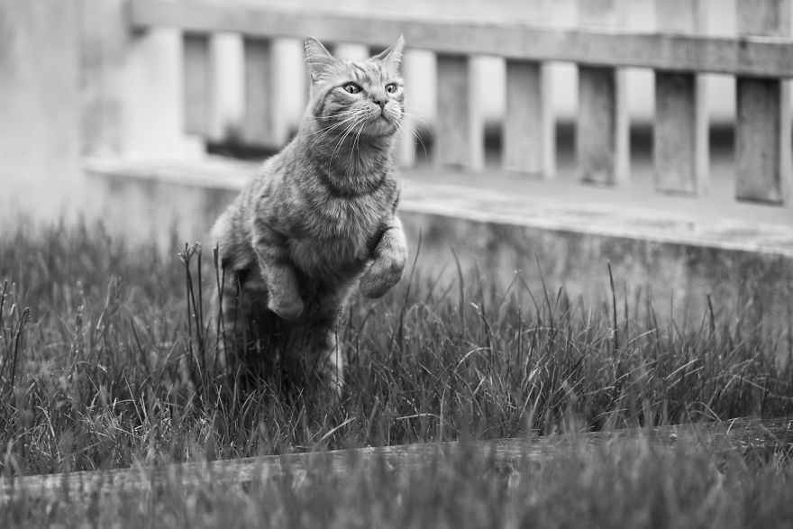 I Have Photos That Prove That My Cat Ricky Can Fly I Have Photos That Prove That My Cat Ricky Can Fly