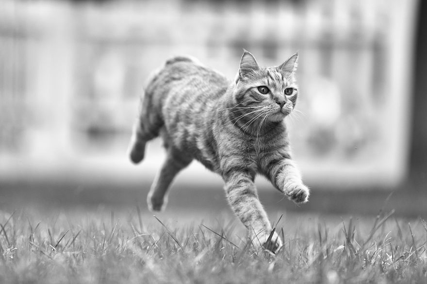 I Have Photos That Prove That My Cat Ricky Can Fly I Have Photos That Prove That My Cat Ricky Can Fly