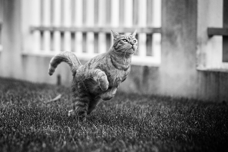 I Have Photos That Prove That My Cat Ricky Can Fly I Have Photos That Prove That My Cat Ricky Can Fly