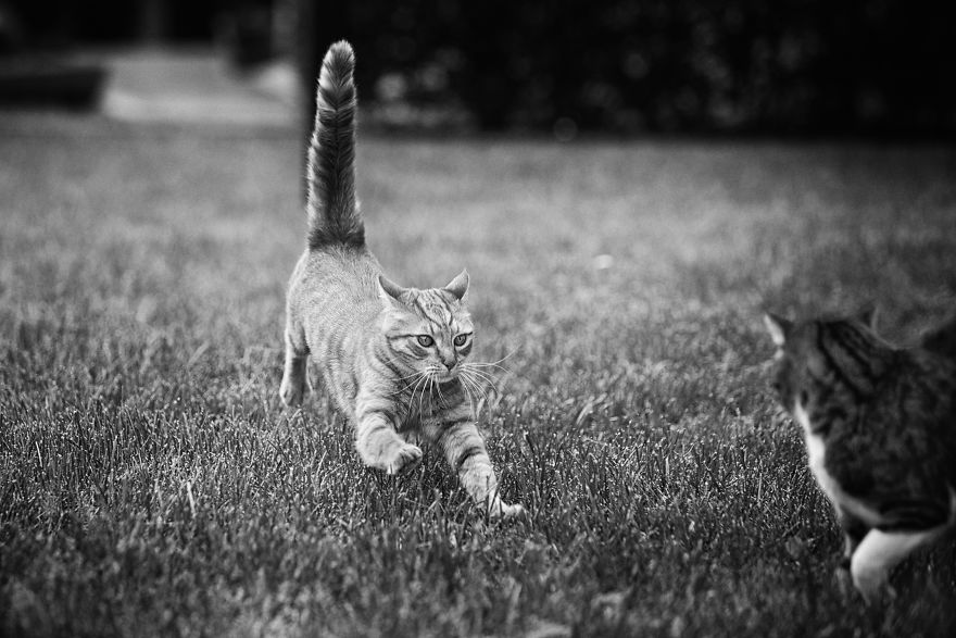 I Have Photos That Prove That My Cat Ricky Can Fly