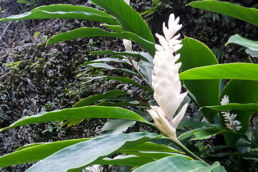 I Spent A Few Hours Exploring Andromeda Botanic Gardens I Spent A Few Hours Exploring Andromeda Botanic Gardens