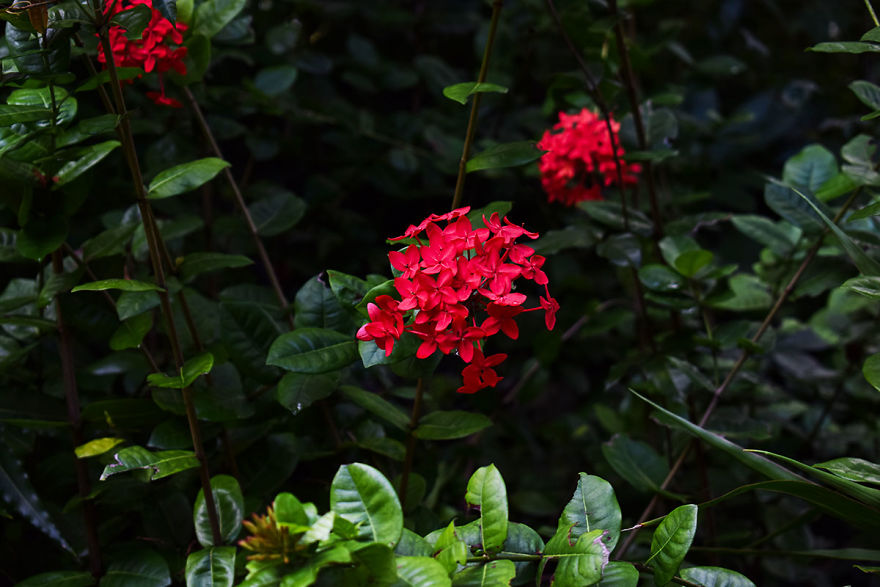 I Spent A Few Hours Exploring Andromeda Botanic Gardens I Spent A Few Hours Exploring Andromeda Botanic Gardens