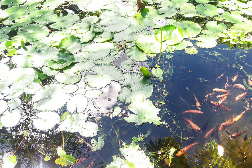 I Spent A Few Hours Exploring Andromeda Botanic Gardens I Spent A Few Hours Exploring Andromeda Botanic Gardens