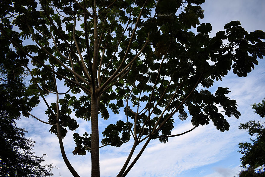 I Spent A Few Hours Exploring Andromeda Botanic Gardens I Spent A Few Hours Exploring Andromeda Botanic Gardens