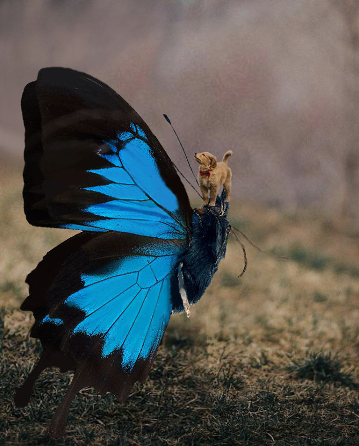Picture Of A Beautiful Puppy With A Butterfly Inspired A Photoshop Battle And Here Are 11 Of The Best Examples Picture Of A Beautiful Puppy With A Butterfly Inspired A Photoshop Battle And Here Are 11 Of The Best Examples