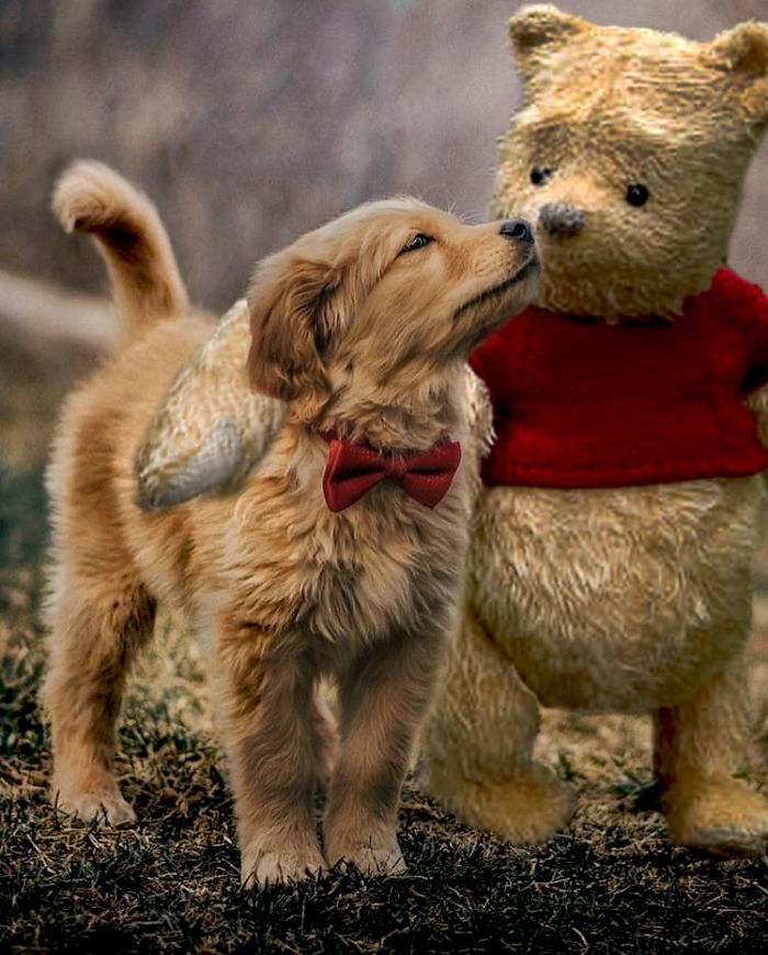 Picture Of A Beautiful Puppy With A Butterfly Inspired A Photoshop Battle And Here Are 11 Of The Best Examples Picture Of A Beautiful Puppy With A Butterfly Inspired A Photoshop Battle And Here Are 11 Of The Best Examples