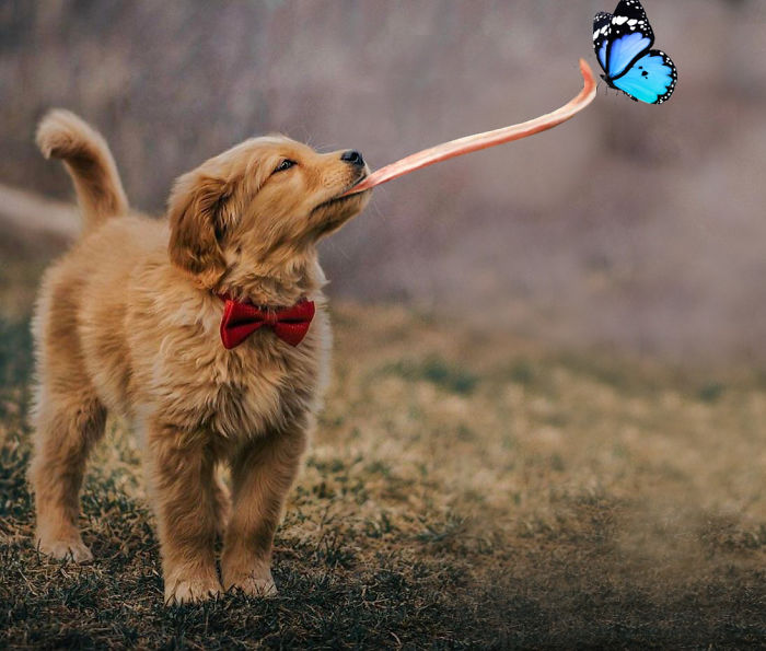 Picture Of A Beautiful Puppy With A Butterfly Inspired A Photoshop Battle And Here Are 11 Of The Best Examples Picture Of A Beautiful Puppy With A Butterfly Inspired A Photoshop Battle And Here Are 11 Of The Best Examples