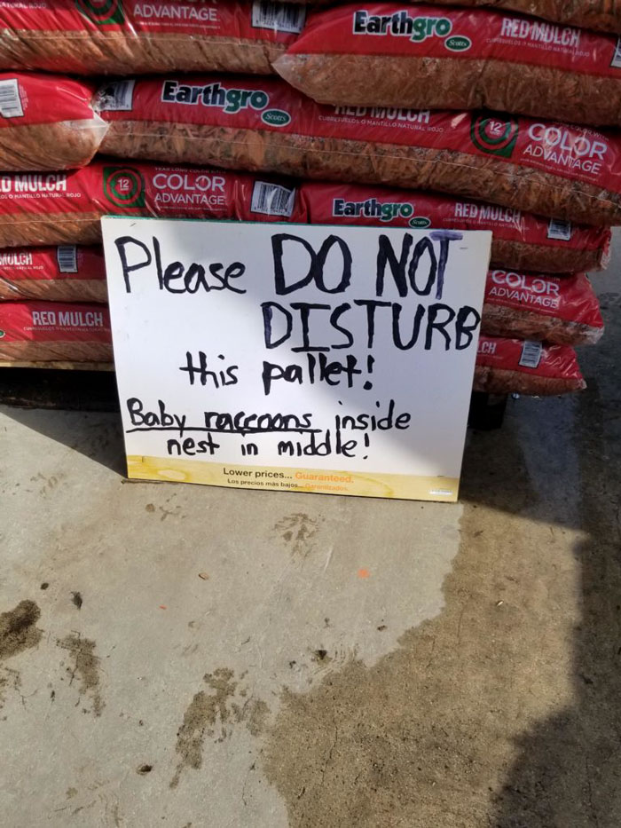 Home Depot Workers Find Raccoon Babies In Mulch Pallet, Put Up Adorable Sign So Nobody Would Disturb Them Home Depot Workers Find Raccoon Babies In Mulch Pallet, Put Up Adorable Sign So Nobody Would Disturb Them