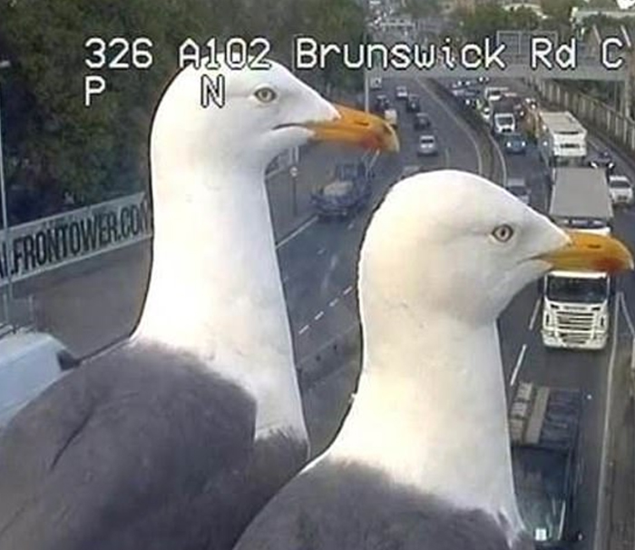 Two Seagulls – Graeme And Steve – Keep Showing Up On London Traffic Cam, Become Twitter-Famous Two Seagulls – Graeme And Steve – Keep Showing Up On London Traffic Cam, Become Twitter-Famous