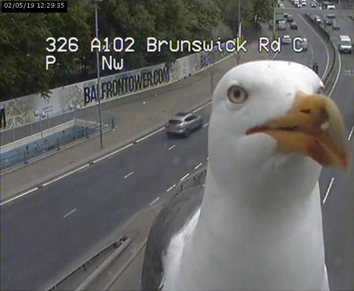 Two Seagulls – Graeme And Steve – Keep Showing Up On London Traffic Cam, Become Twitter-Famous Two Seagulls – Graeme And Steve – Keep Showing Up On London Traffic Cam, Become Twitter-Famous