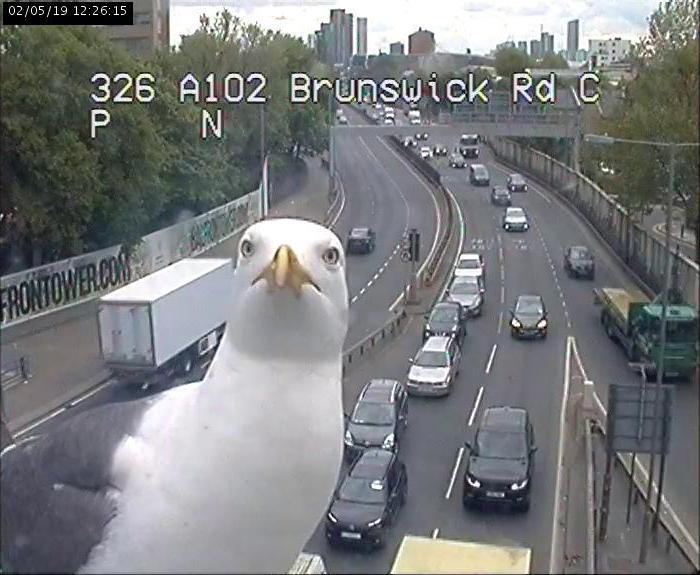 Two Seagulls – Graeme And Steve – Keep Showing Up On London Traffic Cam, Become Twitter-Famous Two Seagulls – Graeme And Steve – Keep Showing Up On London Traffic Cam, Become Twitter-Famous