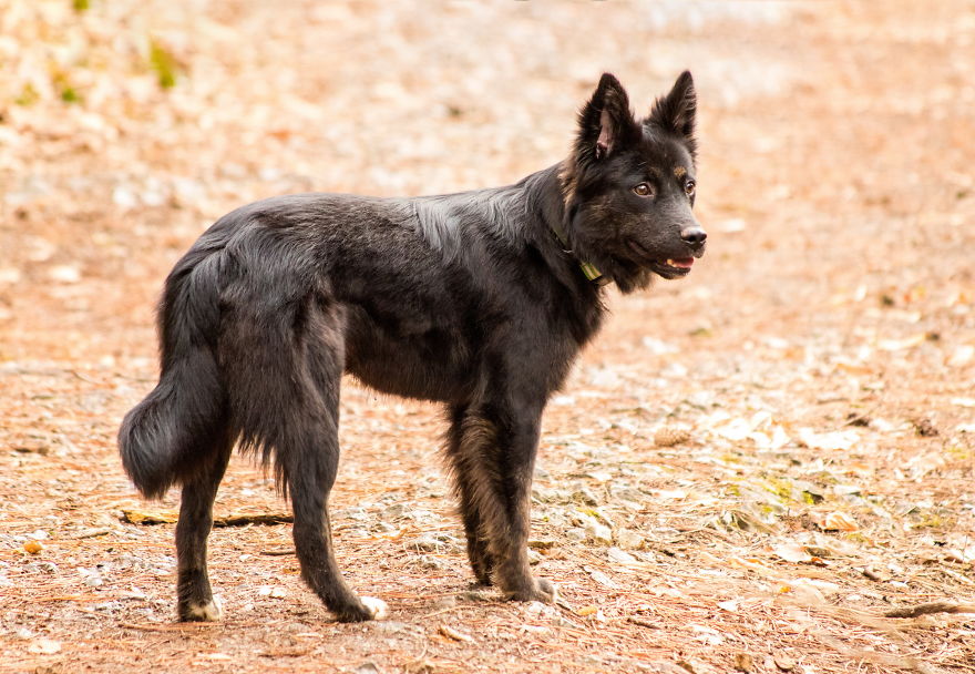 The Life For 8 Months With My First Rescue Dog