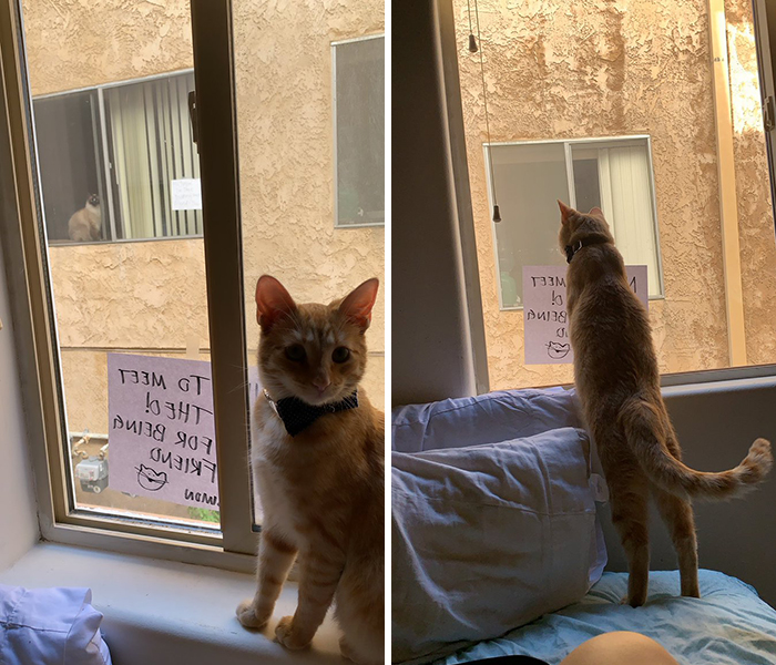 These Two Cats Fell In Love After Seeing Each Other Through Windows, Their Owners Make Sure They Get A Date These Two Cats Fell In Love After Seeing Each Other Through Windows, Their Owners Make Sure They Get A Date