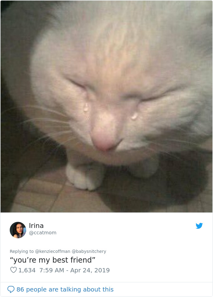 These Two Cats Fell In Love After Seeing Each Other Through Windows, Their Owners Make Sure They Get A Date These Two Cats Fell In Love After Seeing Each Other Through Windows, Their Owners Make Sure They Get A Date