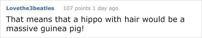 8 Hairless Guinea Pigs That You Could Mistake For Tiny Hippos