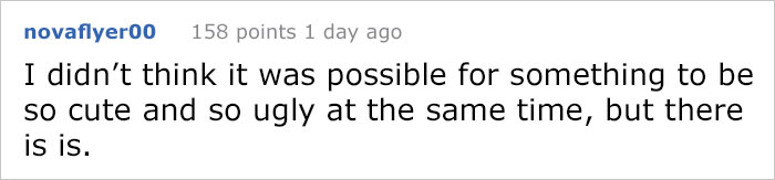 8 Hairless Guinea Pigs That You Could Mistake For Tiny Hippos