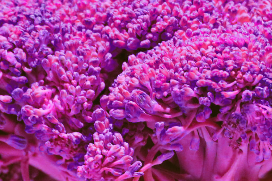 Coral Reefs Or Broccoli? Coral Reefs Or Broccoli?