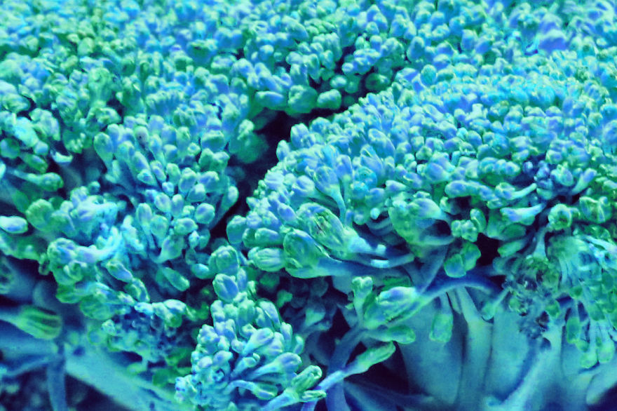 Coral Reefs Or Broccoli? Coral Reefs Or Broccoli?