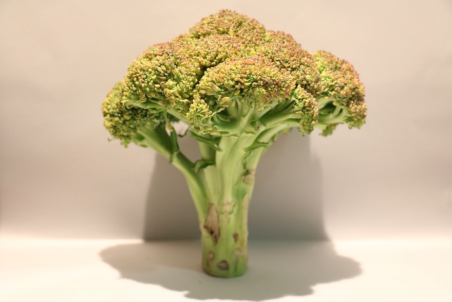 Coral Reefs Or Broccoli? Coral Reefs Or Broccoli?