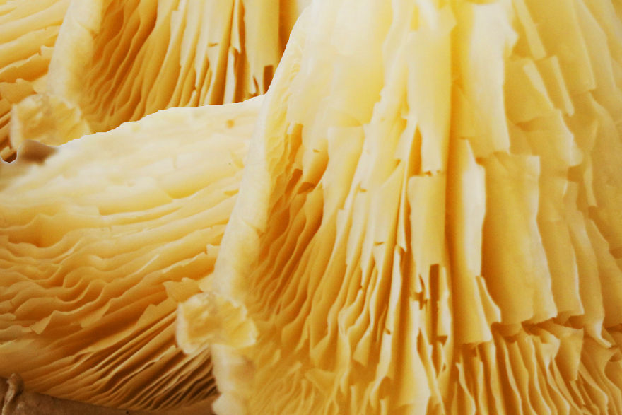 Coral Reefs Or Broccoli? Coral Reefs Or Broccoli?