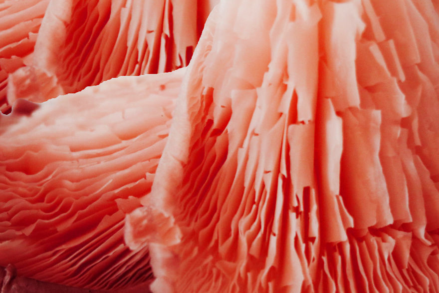 Coral Reefs Or Broccoli? Coral Reefs Or Broccoli?