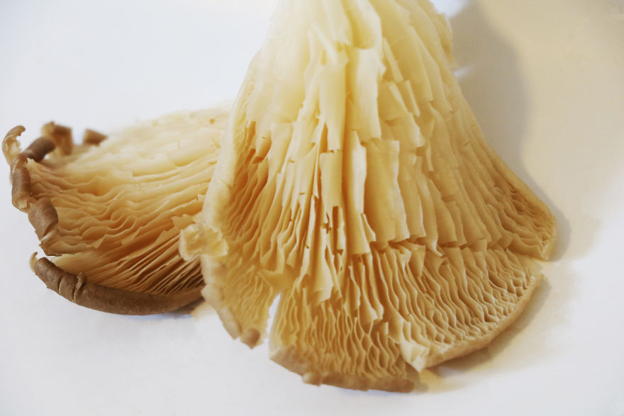 Coral Reefs Or Broccoli? Coral Reefs Or Broccoli?