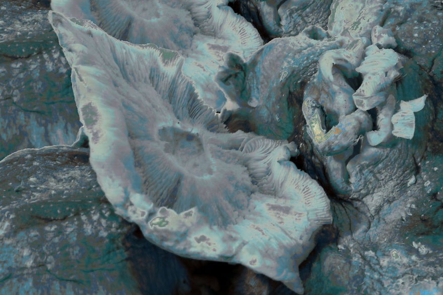 Coral Reefs Or Broccoli? Coral Reefs Or Broccoli?