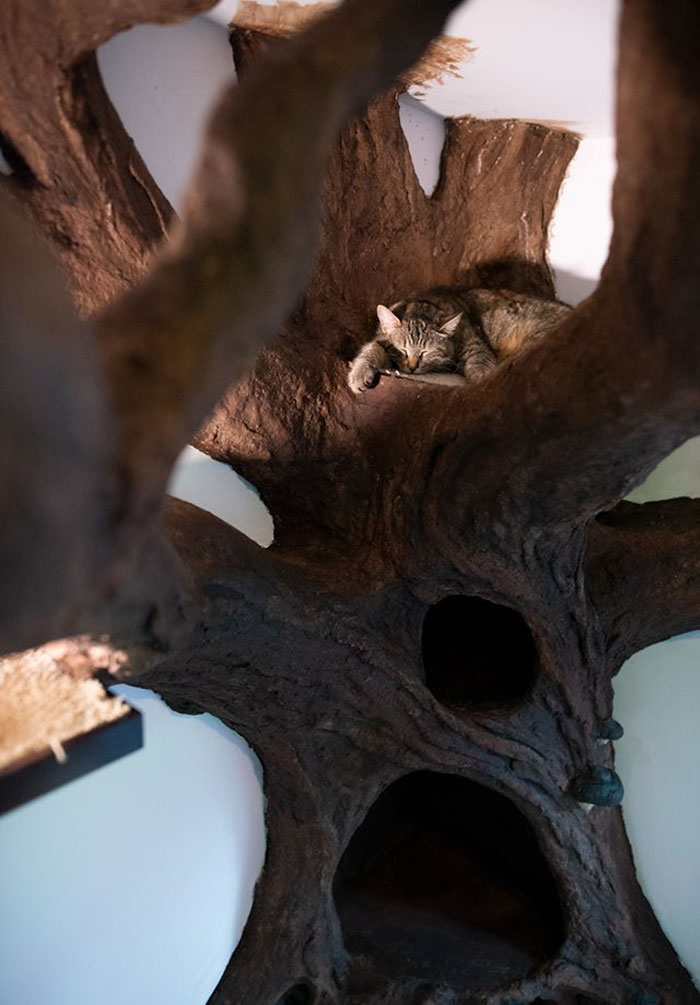 Man Creates Indoor Fake Tree For A Cat, And The Master Approves Of It Man Creates Indoor Fake Tree For A Cat, And The Master Approves Of It
