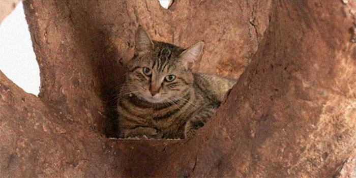 Man Creates Indoor Fake Tree For A Cat, And The Master Approves Of It Man Creates Indoor Fake Tree For A Cat, And The Master Approves Of It