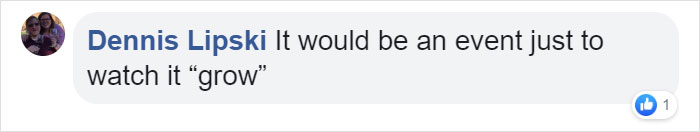 Man Creates Indoor Fake Tree For A Cat, And The Master Approves Of It Man Creates Indoor Fake Tree For A Cat, And The Master Approves Of It