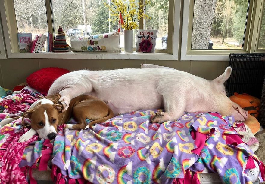 Couple Thinks They Adopted A Mini-Pig, Keeps Her As A Pet Even After It Grows To Be 650 Lbs Couple Thinks They Adopted A Mini-Pig, Keeps Her As A Pet Even After It Grows To Be 650 Lbs