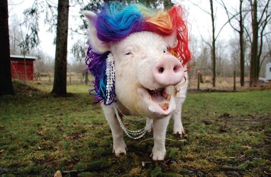 Couple Thinks They Adopted A Mini-Pig, Keeps Her As A Pet Even After It Grows To Be 650 Lbs Couple Thinks They Adopted A Mini-Pig, Keeps Her As A Pet Even After It Grows To Be 650 Lbs