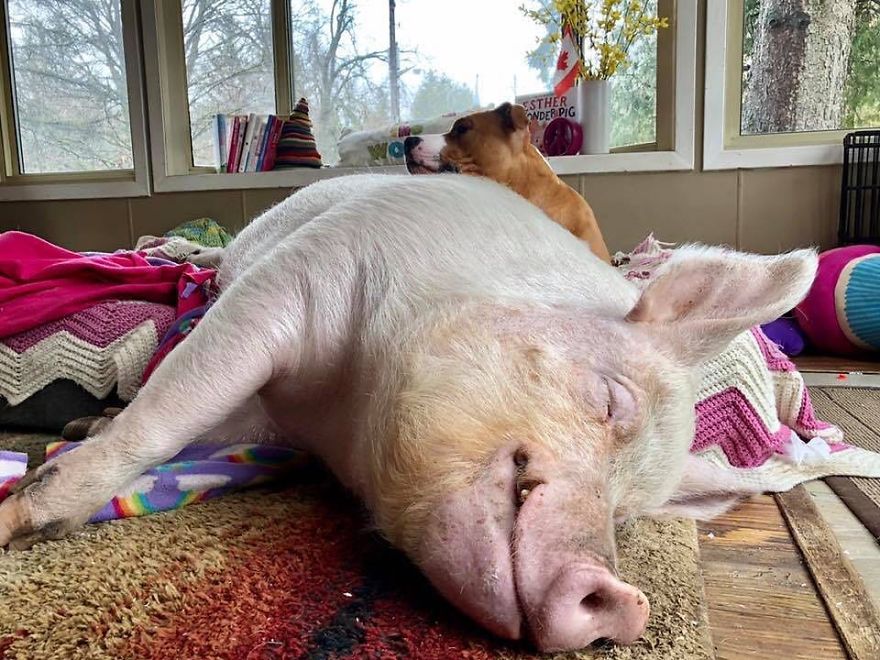 Couple Thinks They Adopted A Mini-Pig, Keeps Her As A Pet Even After It Grows To Be 650 Lbs Couple Thinks They Adopted A Mini-Pig, Keeps Her As A Pet Even After It Grows To Be 650 Lbs