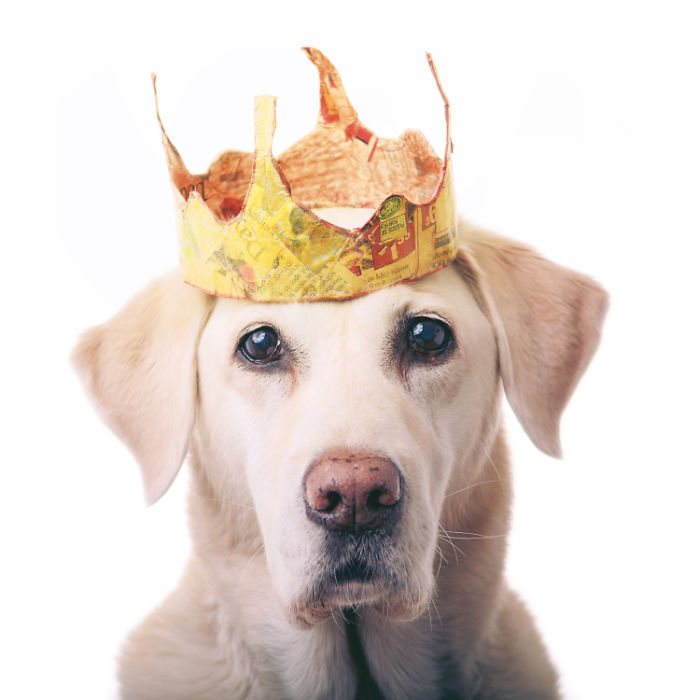 I Upcycle Paper Into Cute Hats For Dogs I Upcycle Paper Into Cute Hats For Dogs