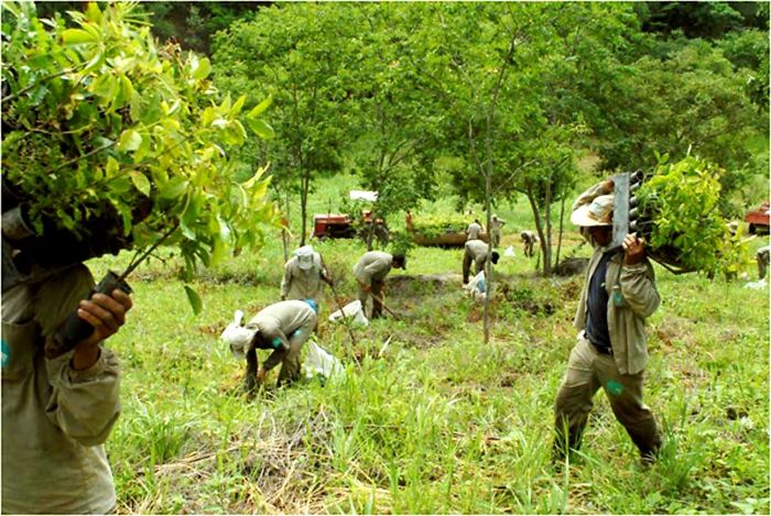 Photographer And His Wife Plant 2 Million Trees In 20 Years To Restore A Destroyed Forest And Even The Animals Have Returned Photographer And His Wife Plant 2 Million Trees In 20 Years To Restore A Destroyed Forest And Even The Animals Have Returned