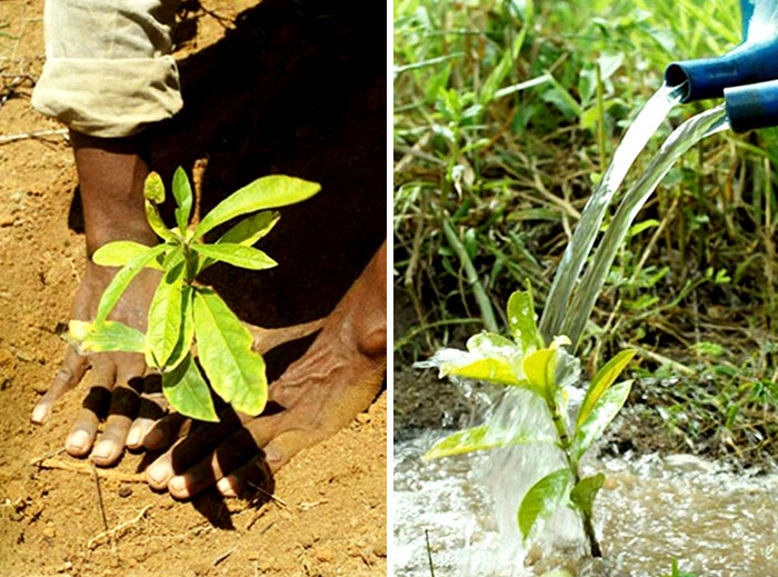 Photographer And His Wife Plant 2 Million Trees In 20 Years To Restore A Destroyed Forest And Even The Animals Have Returned Photographer And His Wife Plant 2 Million Trees In 20 Years To Restore A Destroyed Forest And Even The Animals Have Returned