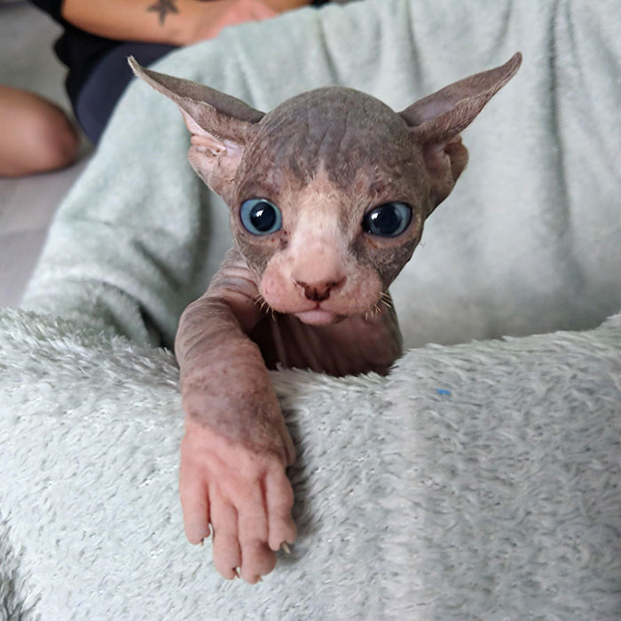 30 Adorable Sphynx Kittens to Make You Absolutely Obsessed With Them