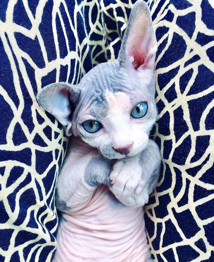 30 Adorable Sphynx Kittens to Make You Absolutely Obsessed With Them