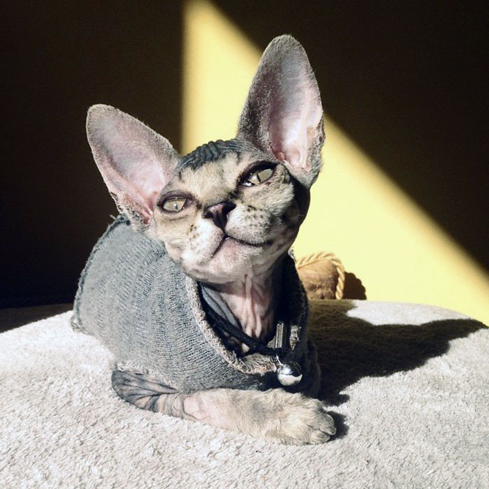 30 Adorable Sphynx Kittens to Make You Absolutely Obsessed With Them