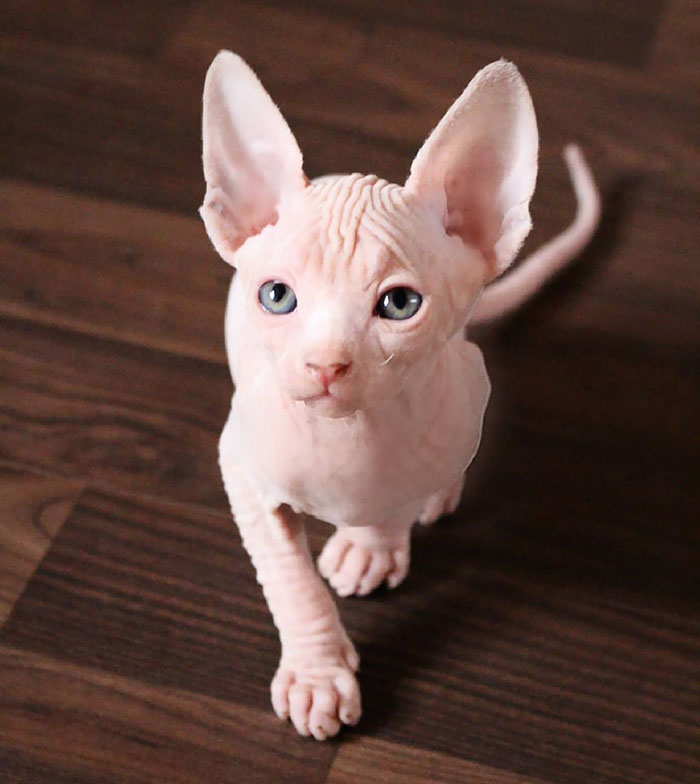 30 Adorable Sphynx Kittens to Make You Absolutely Obsessed With Them
