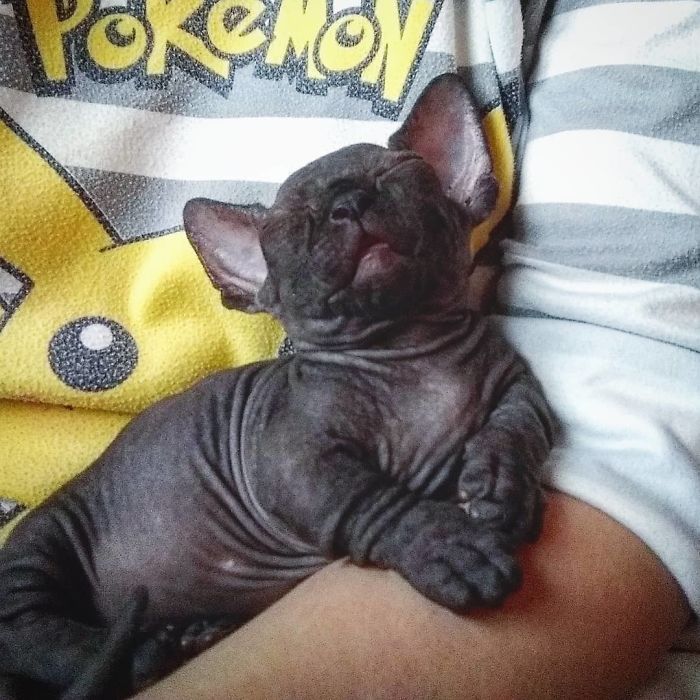 30 Adorable Sphynx Kittens to Make You Absolutely Obsessed With Them