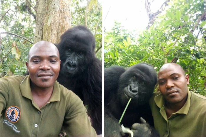 Gorillas Pose For Selfies With Anti-Poaching Rangers In Congo Gorillas Pose For Selfies With Anti-Poaching Rangers In Congo