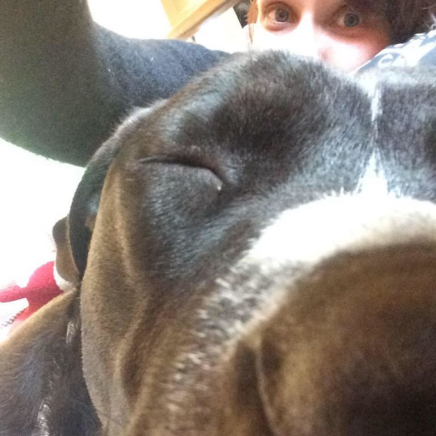 Today My Dog Donated Blood And I Took A Few Photos To Show How Easy It Is Today My Dog Donated Blood And I Took A Few Photos To Show How Easy It Is