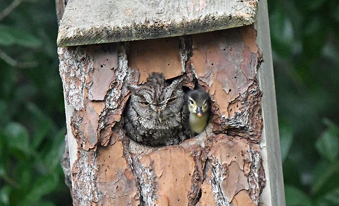 Duckling Gets Raised By An Owl And The Photos Are Adorable
