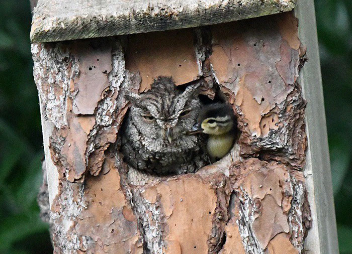 Duckling Gets Raised By An Owl And The Photos Are Adorable
