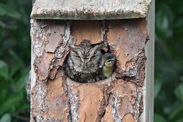Duckling Gets Raised By An Owl And The Photos Are Adorable