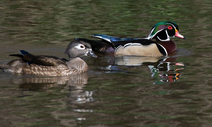 Duckling Gets Raised By An Owl And The Photos Are Adorable