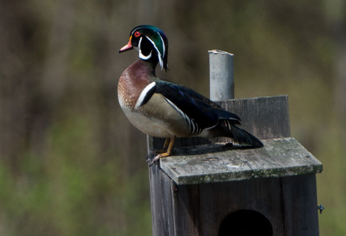 Duckling Gets Raised By An Owl And The Photos Are Adorable