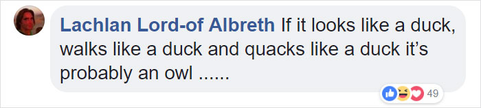 Duckling Gets Raised By An Owl And The Photos Are Adorable